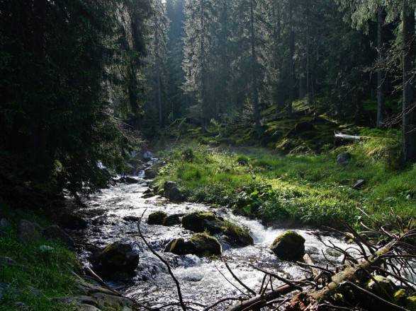 Названы самые чистые реки Украины