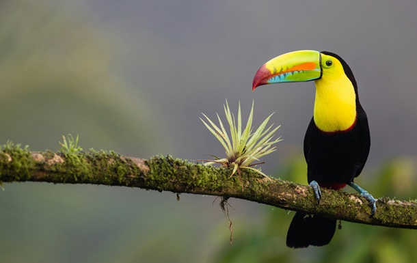 Коста-Рика закрыла все свои государственные зоопарки