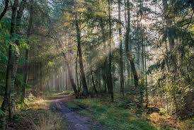 Зачем в Голландии родители бросают детей на ночь в лесу