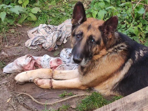 Женщине, которая издевалась над овчаркой в Ковеле грозит до 8 лет тюрьмы — Нацполиция