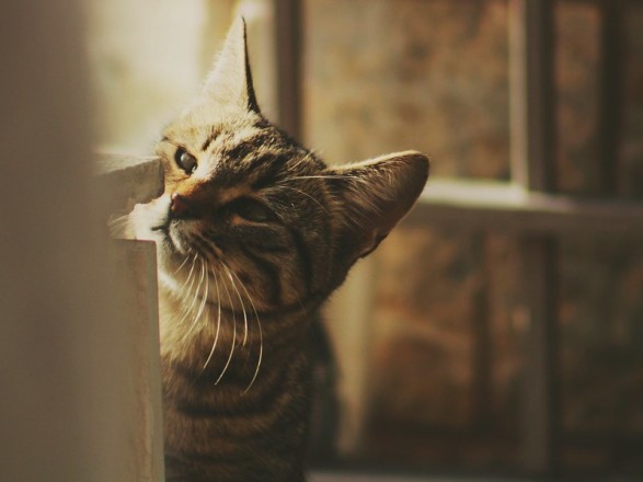 Ветрено и до 11° тепла: прогноз погоды на сегодня