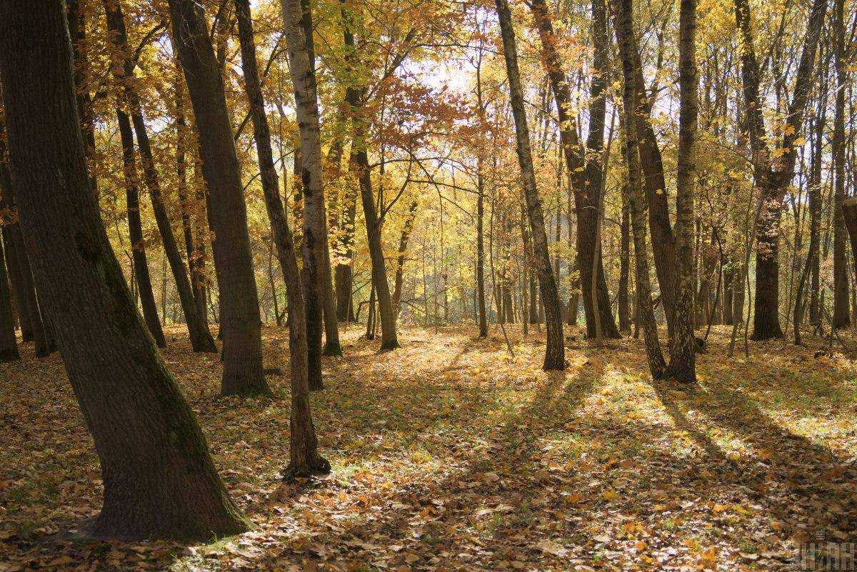 В Україні в жовтні народний синоптик спрогнозував два "бабиних" літа