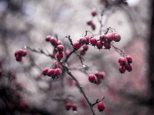 Сегодня в Украине до 12 градусов тепла