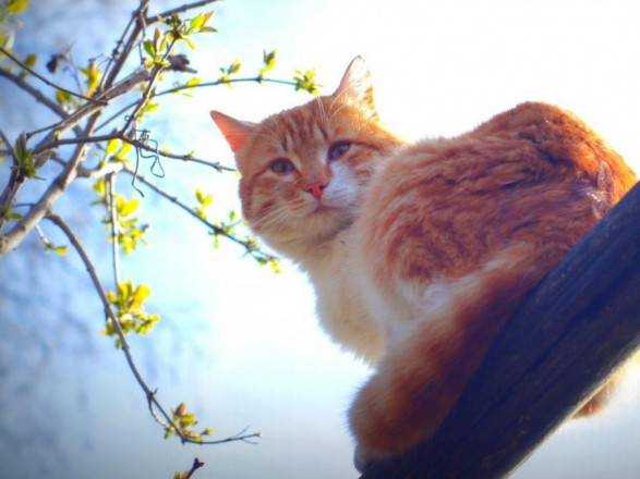 Следующая рабочая неделя в Украине начнется без осадков