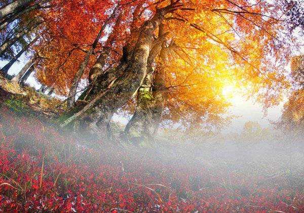 Бабье лето в Украине: синоптики обнадежили прогнозом