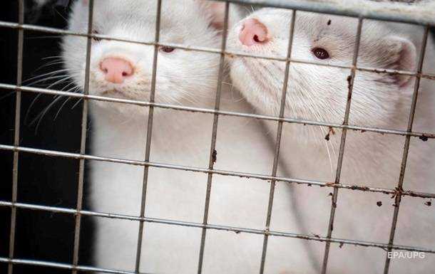 На норковых фермах Дании COVID-19 заболели 200 человек