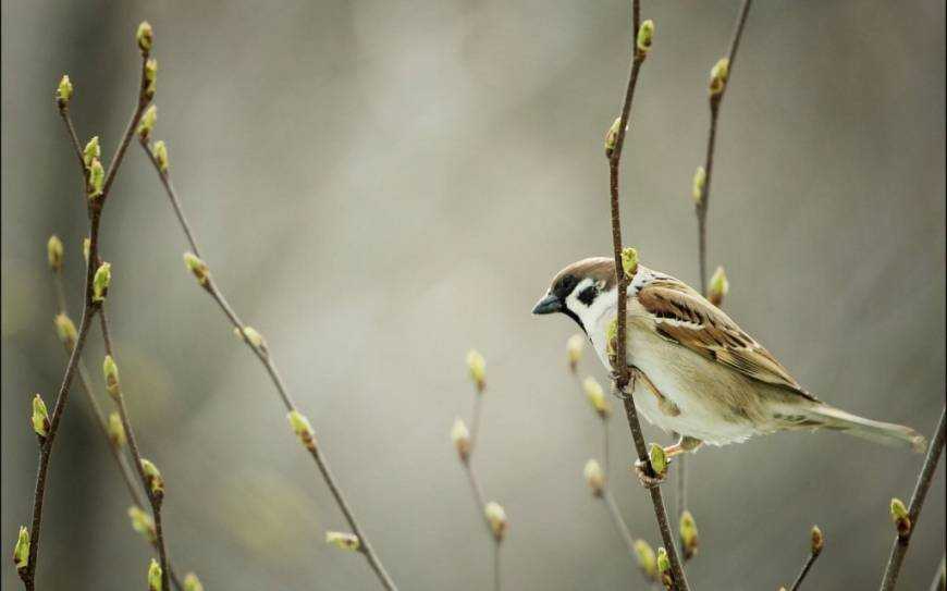 Какая погода будет в феврале и в начале марта