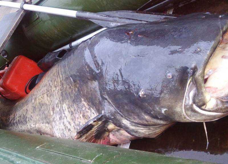 В Николаевской области поймали сома, который съел собаку