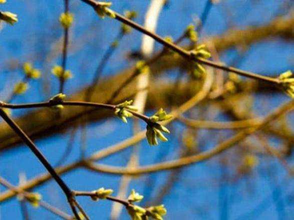 Синоптики дали прогноз погоди на Благовіщення