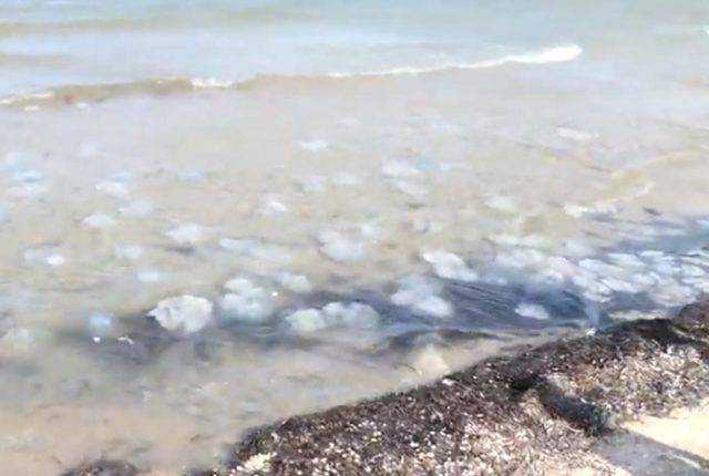 Море превратилось в суп с галушками: появилось жуткое видео из Геническа