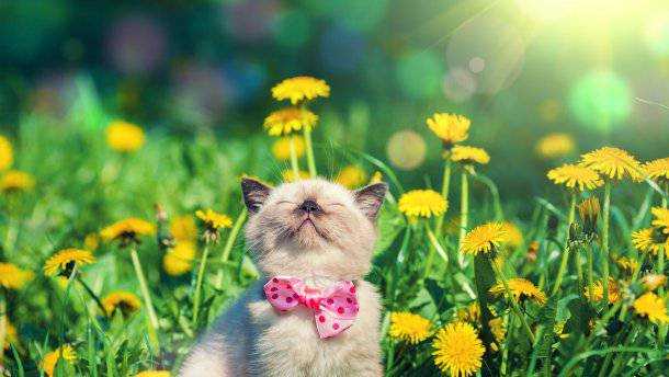 В Украине сегодня потеплеет до 33 градусов