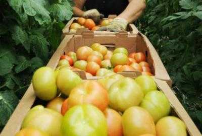 Украинские производители растениеводческой продукции из-за российского эмбарго могут потерять до конца года 17 млн долл. – Минагропрод