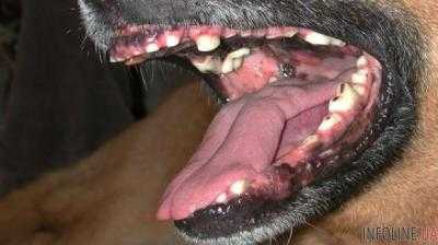 В Ивано-Франковской области бродячая собака покусала четырех человек