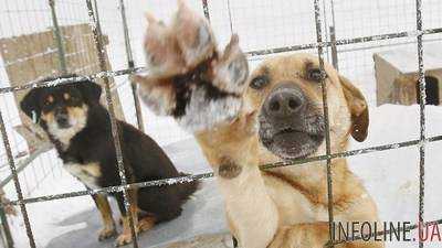 Мэр столицы проинспектировал приют для животных и пообещал уволить директора