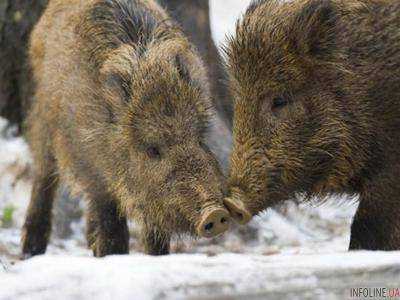 В Сумской области из-за африканской чумы отстреливают диких кабанов