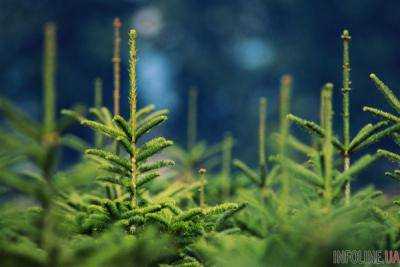 В Украине в этом году посадили более 16 тыс. га новых лесов - Минагрополитики