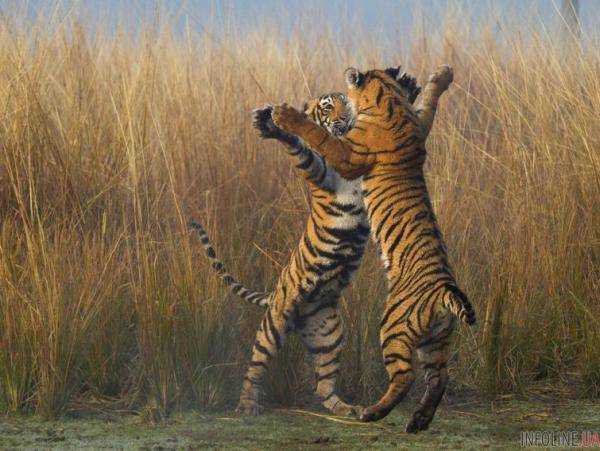 Самые невероятные фотографии природы от National Geographic