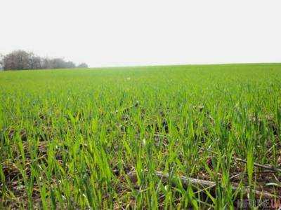 Минагрополит: Состояние 99% озимых культур удовлетворительное