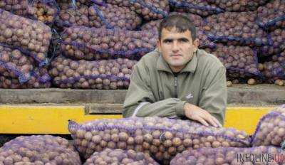 Цена на картофель упала почти вдвое