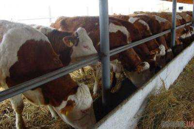 Экспорт продукции животноводства на 1 апреля 2015 года вырос на 20% - Минагрополитики