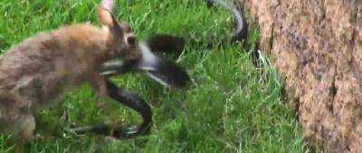 Бой крольчихи со змеей собрал рекордную аудиторию на YouTube