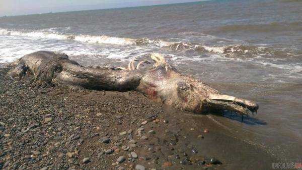 Чудище морское: в России на берег выкинуло неведомую тварь. Фото