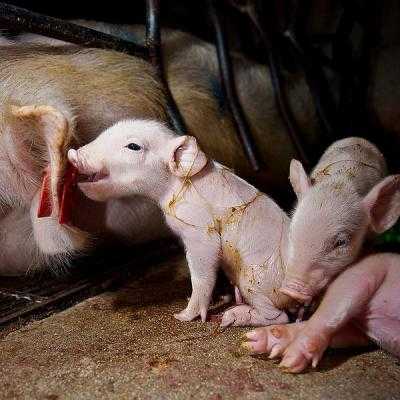 Украинские животноводы получили разрешение экспортировать продукцию в Армению