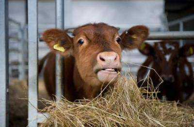 В Украине сократилась реализация сельскохозяйственной продукции