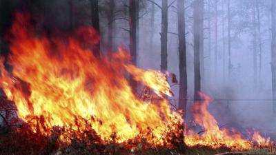 В лесах Киева за ночь произошло три пожара