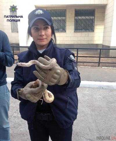Удав в гостях: полиция вывезла молодого удава из арендованной квартиры в Киеве