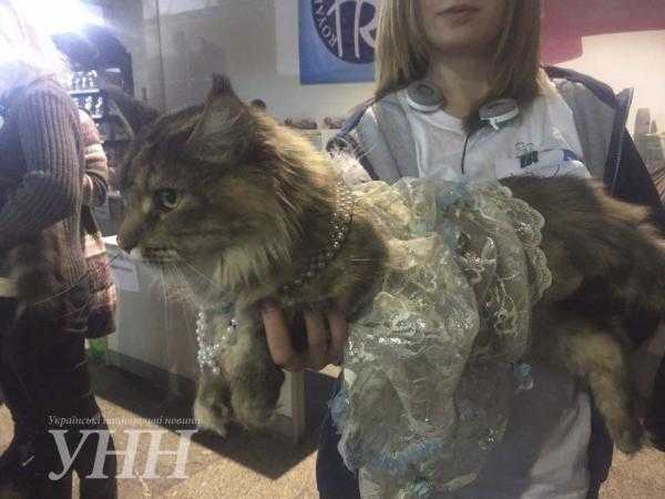 В Киеве состоялся конкурс кошек в костюмах. Фото