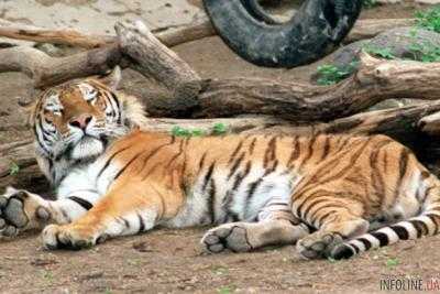 В России пьяные подростки проникли в зоопарк: на 13-летнюю девочку напал тигр