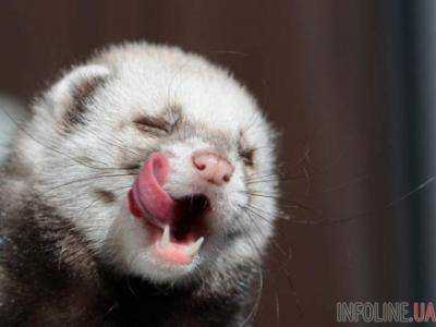 В Большом адронном коллайдере причиной отключения электричества стал хорек