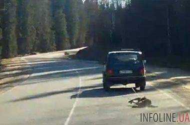 Шокирующее видео: в России живодер привязал собаку к машине и протащил ее по дороге