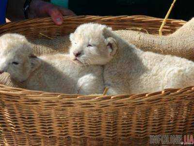 В зоопарке Магдебурга родились двое белых львят