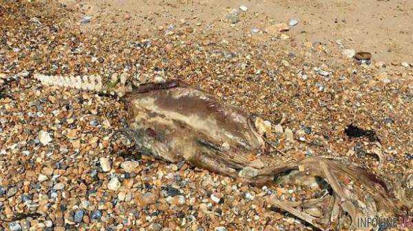 На берегу Северного моря обнаружены останки чудовища с пугающим скелетом. Фотофакт