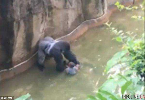 В зоопарке США горилла 10 минут таскала по вольеру 4-летнего мальчика