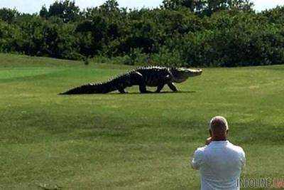 Во Флориде пятиметровый аллигатор устроил переполох. Видео гиганта