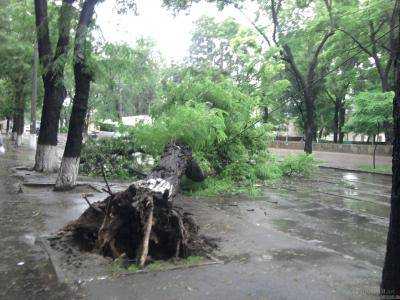 В Одессе из-за непогоды упало дерево