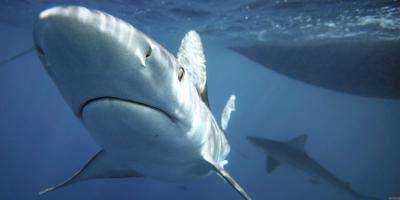 В Австралии за неделю жертвами нападения акул стали двое человек