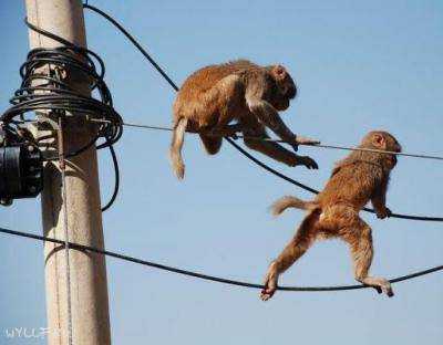 Во всей Кении обезьяна отключила электричество