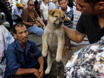 В Китае требуют запретить фестиваль блюд из собачьего мяса