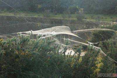 Австралийский город Лонсестон полностью затянуло паутиной