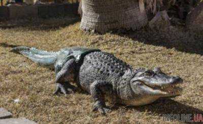 В США маленького ребенка в Disney World затянул в воду аллигатор