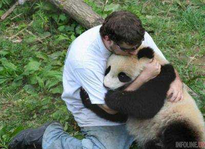 Ученные Китая ищут  человека на должность "обниматель панд" за 32 тыс. долларов в год