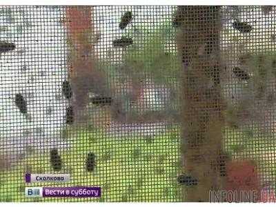 Инновационные разработки: в Сколково выростили "мясных мух " для россиян