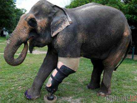 В Таиланде слонихе установили протез ноги