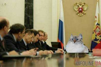 Кот из Костромы может стать депутатом Госдумы