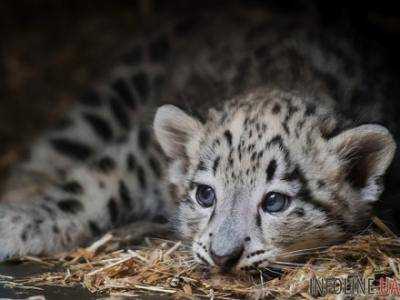В Кливлендском зоопарке показали детеныша снежного барса