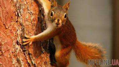 В Британии стая белок покусала трехлетнего ребенка